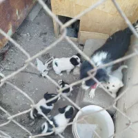 توله سگ پا کوتاه|سگ|قزوین, |دیوار