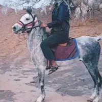 اسب 3سال داره نر هست کسی خواست در خدمتم
