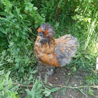 مرغ و خروس لهستانی و گلپایگان