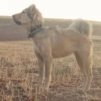 سگ ماده|سگ|بستان آباد, |دیوار