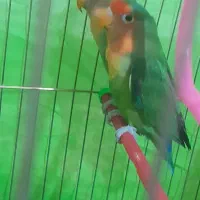 طوطی کتوله فروشی جفت