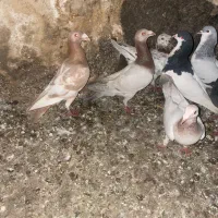 کبوتر|پرنده|محمدیه-قزوین, |دیوار