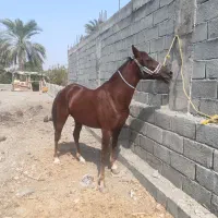 مادیون عرب با هط خونی بالا بفروش میرسد