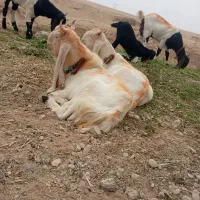 نرگلابی|حیوانات مزرعه|شوشتر, |دیوار