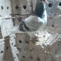 شیرسبز|پرنده|نیشابور, ده حلاج|دیوار