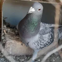 کبوتر|حیوانات|اصفهان, سمسور|دیوار