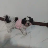 شیتزو شناسنامه دار