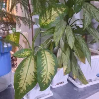 گلهای آپارتمانی طبیعی