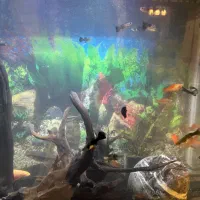 اکواریوم کوچیک شیشه خم شرکتی و تعدادی ماهی|ماهی|مشکین‌دشت, |دیوار