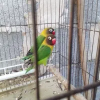 طوطی کوتوله برزیلی کارداده ((ایسین))|پرنده|بندرعباس, |دیوار