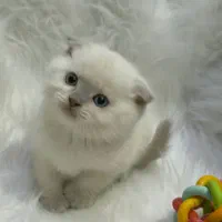 دهکده گربه‌های زیبا ( پرشین / اسکاتیش/ بریتیش )|گربه|یزد, |دیوار