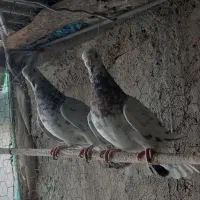 کبوتر کوهی سرور نامور|پرنده|همدان, |دیوار