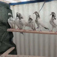 تیدی پاکستانی جانسیره