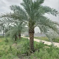 درختان واشنگتن پالم ویلا باغ زمین