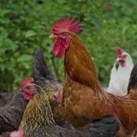 مرغ و خروس محلی