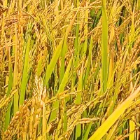 برنج درجه یک کامفیروزی