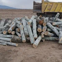 خریدقلمه و انواع چوب