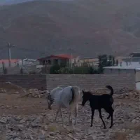 مادیون کورد