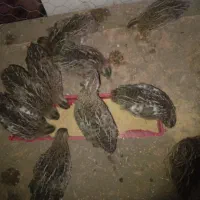 بلدرچین کانادایی