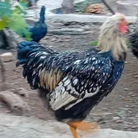 خروس ویاندوت سیلور|حیوانات مزرعه|مرند, |دیوار