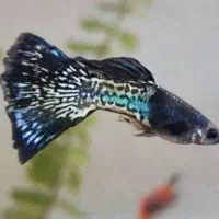 مولی پلاتی گوپی زبرا کالر آنجل  تایگر لاک آکواریوم|ماهی|تهران, امام زاده حسن|دیوار