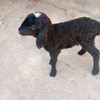 بره شیری 5روزه سالم سرحال