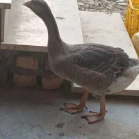 جوجه قوغاز گمشده