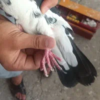 تعدادی کبوتر پرشی|پرنده|کرج, کوی امامیه|دیوار