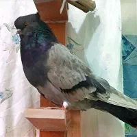 فروش یک جفت کبوتر