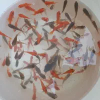 ماهی قرمز فقط فقط فقط   ۱۰تومن       فوری