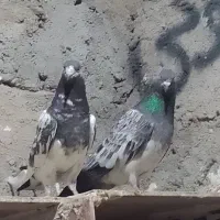 تعدایی نامحدو کفتر کمانگر وا چپرا