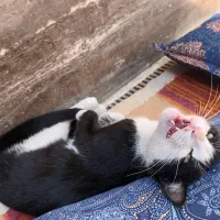 گربه گمشده