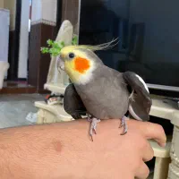 جفت عروس هلندی