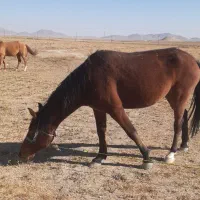 سه تا اسب اروم ویورقه|اسب و تجهیزات اسب‌سواری|سرولایت, |دیوار