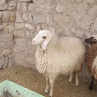 بره ماده نژاد دقلو