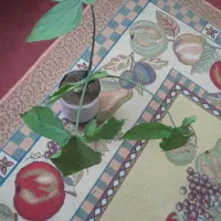 گل طبیعی|گل و گیاه طبیعی|یزد, |دیوار