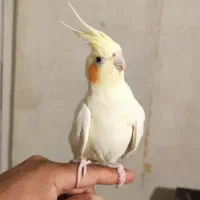 عروس هلندی کاملا اهلی