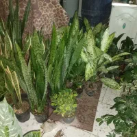 گل گیاه|گل و گیاه طبیعی|رودهن, |دیوار