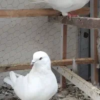 کفتر خوب|پرنده|تهران, بهداشت|دیوار