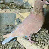 کفتر رنگی سرخ دمسفید|پرنده|رباطکریم, شهرک صنعتی زوارهای|دیوار