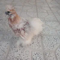 سلطان و ابریشمی|حیوانات مزرعه|فولادشهر, زاینده رود|دیوار