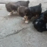 توله نژاد پکنیز|سگ|رامیان, |دیوار