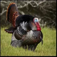 بوقلمون نر و ماده