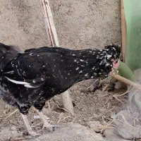 جوجه گلین‌|حیوانات مزرعه|گرگان, |دیوار