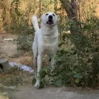 سگ نگهبان نر خراسانی