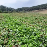 بوته توت فرنگی سابرینا دانه ای|خدمات باغبانی و درختکاری|خان ببین, |دیوار