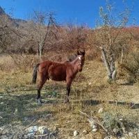 سلام کره اسب فروشی