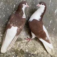 ۴تا کبوتر شیخی سیاه پلاکی