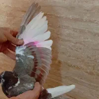 کفتر مقلف