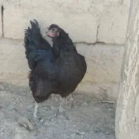 مرغ و خروس جوجه|حیوانات مزرعه|سنندج, |دیوار